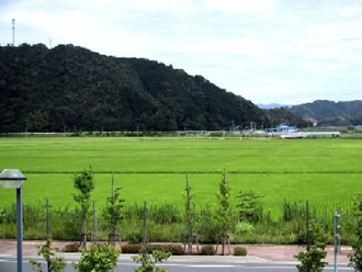 田植え後